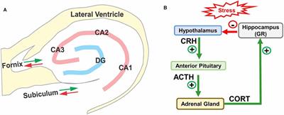 Unexpected Consequences of Noise-Induced Hearing Loss: Impaired Hippocampal Neurogenesis, Memory, and Stress